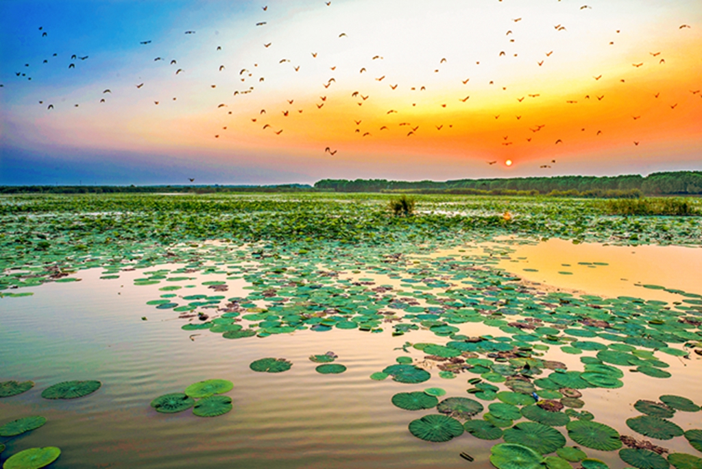 图为:我省第一大湖洪湖再现生态美景.